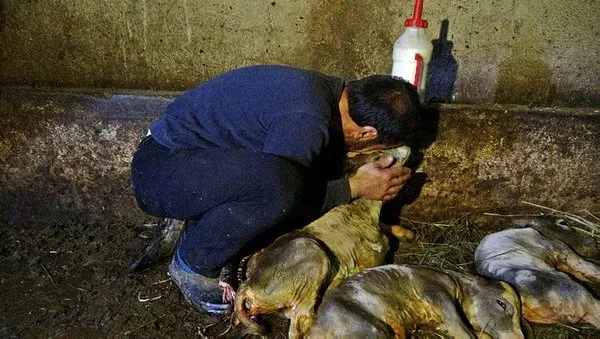 kesilen inekten 5 buzagi cikti olen