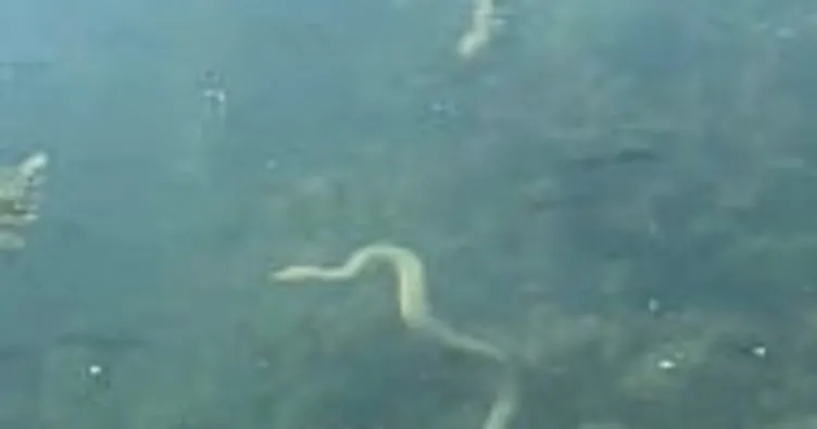 İznik Gölü’nde aynı bölgede çok sayıda yılanın su yüzüne çıkması vatandaşları tedirgin etti