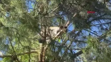 İstanbul Bağcılar'da maymun şaşkınlığı