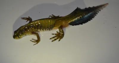 Köylünün ilk önce balık sandığı canlı bakın ne çıktı! Nesli tükenmekte üzere...