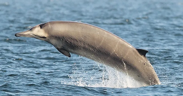 Denizdeki yaşama yeni tehdit gürültü