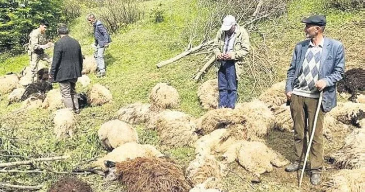 Sürüye ayılar saldırdı 76 koyun telef!