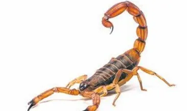 Oyuncak zannetti akrep çıktı