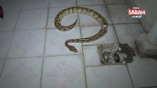 Şok iddia: Aref'in getirdiği yılan balkondan çıktı