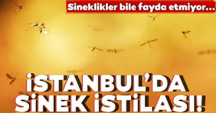 İstanbul’da sinek istilası! Sineklikler bile fayda etmiyor...