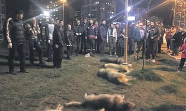 Zehirli etle vahşet