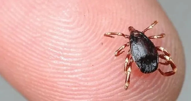 Kene Uçar Mı, Zıplar Mı? Keneler Uçabilir Mi, Kanatları Var Mı?