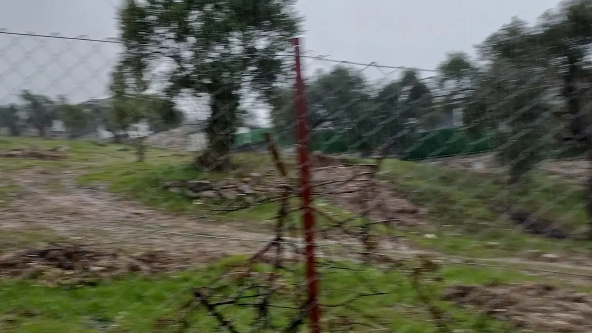 Milas’ta zeytin katliamı! CHP ilçe başkanına ceza kesildi Milas’ta zeytin katliamı! CHP ilçe başkanına ceza kesildi