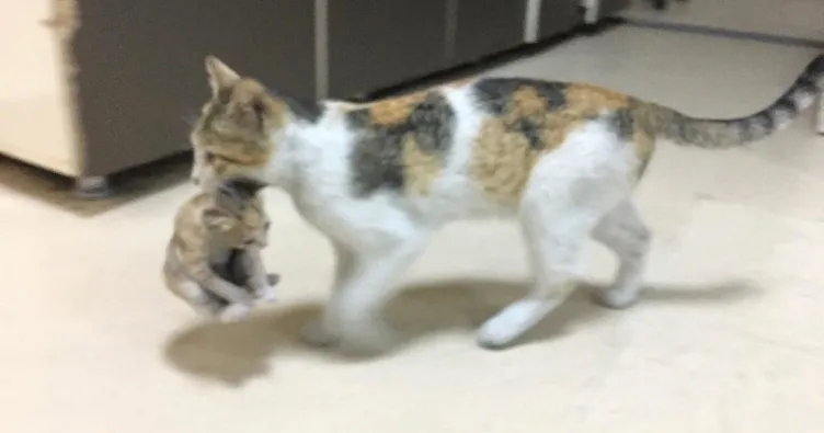 Anne kedi hastane aciline yavrusunu getirdi