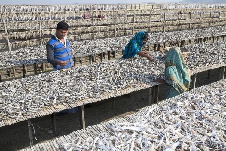 Bangladeş’te kurutulmuş balık köyü