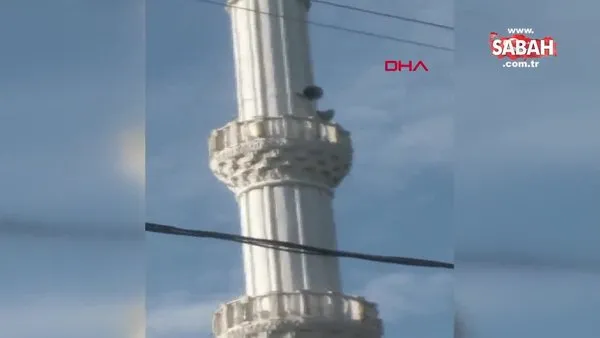 Tilki minareye çıktı | Video