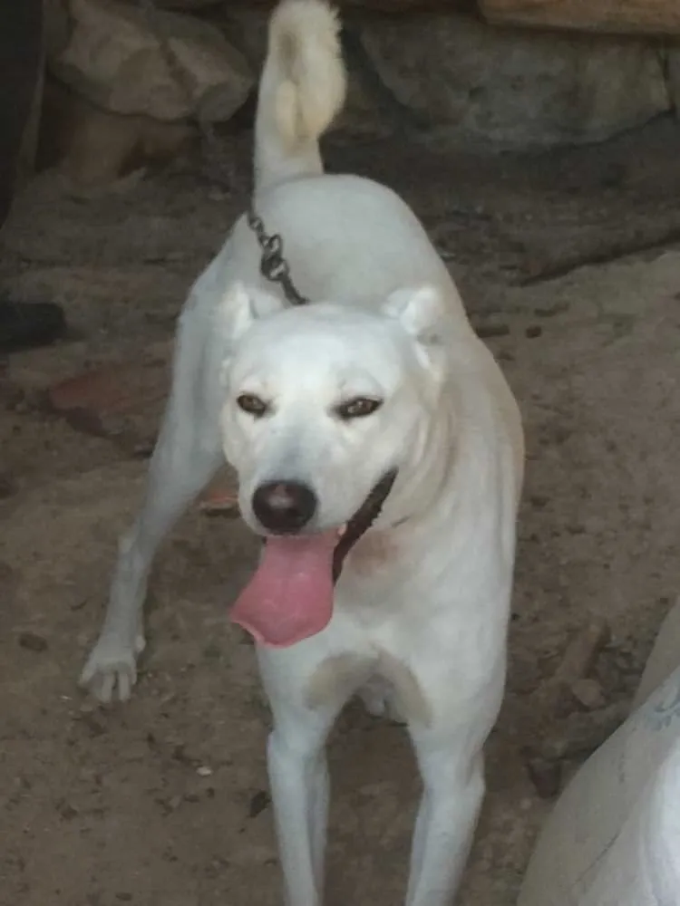 türk köpek cinsleri resimli