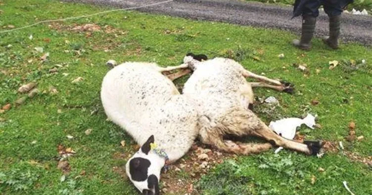Sürüye saldıran kurtlar 63 koyunu telef etti