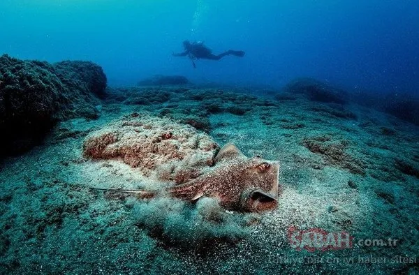 Doğu Akdeniz'in 'Kızıldeniz'i' Samandağ Sahilleri