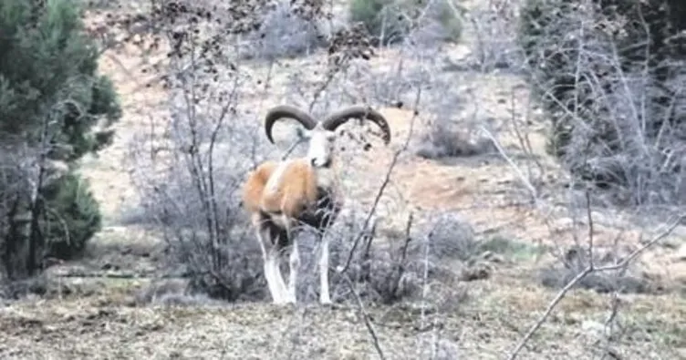 Anadolu yaban koyunları doğayla buluşturuluyor