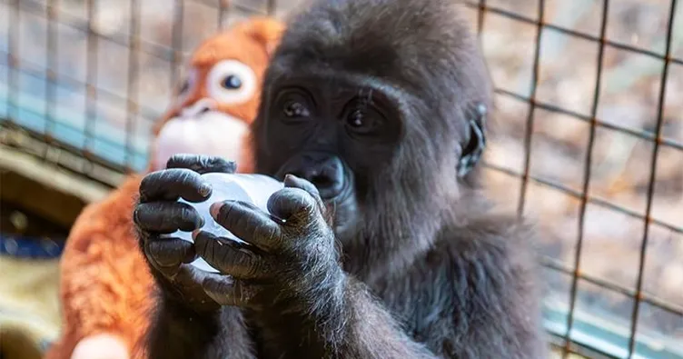 Yavru goril için 4 isim öne çıktı