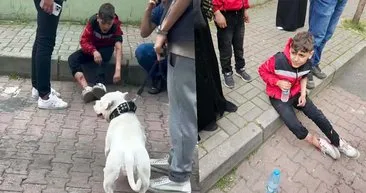 İstanbul’da korkunç olay! Başıboş köpek 12 yaşındaki çocuğu ısırdı!