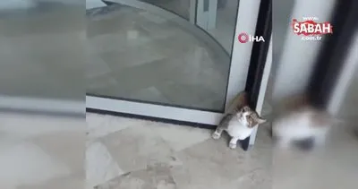 Döner kapıya sıkışan kediyi kurtarmak için görevliler alarma geçti