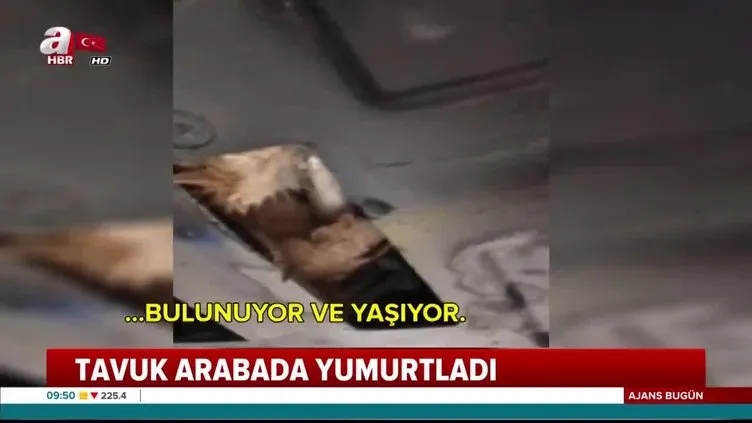 Aracın altına sıkışan bu kez tavuk oldu! Yumurtasıyla beraber böyle kurtarıldı