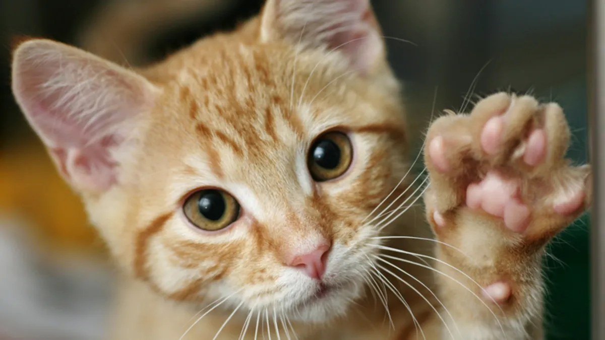 Kedinizin beyni nasıl çalışıyor? Sağlak mı solak mı olduğunu anlamanın en pratik yolu