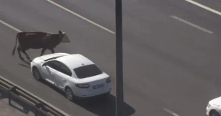 Avcılar’da otoyola giren inekler trafiği altüst etti