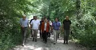 Yaklaşık 500 Yıllık Anıt Ağaç Turizme kazandırılacak