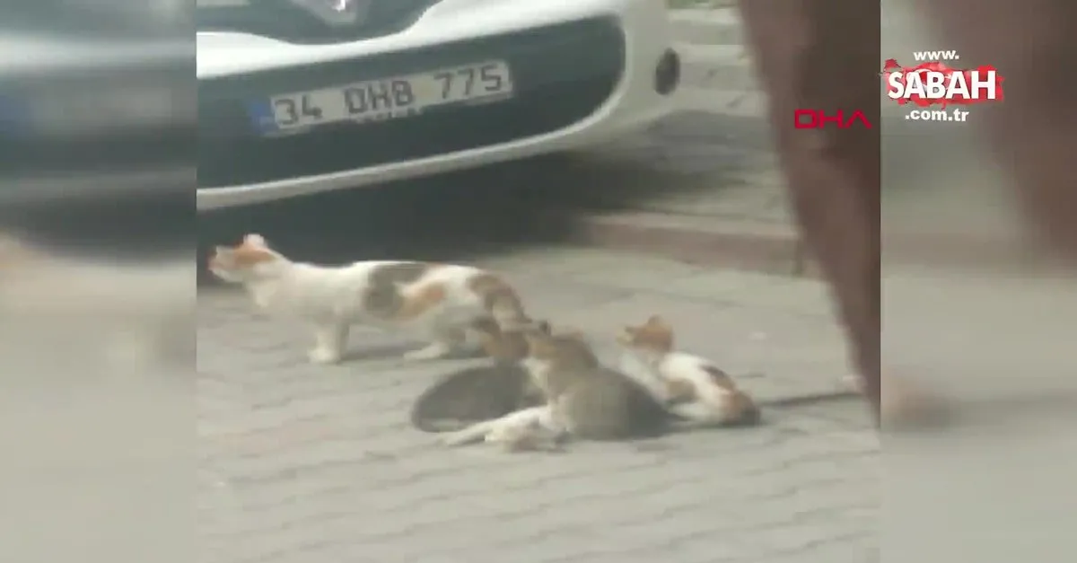 istanbul sultangazi de yurekleri yakan goruntu anne kedi olen yavrusunun basindan ayrilmadi video