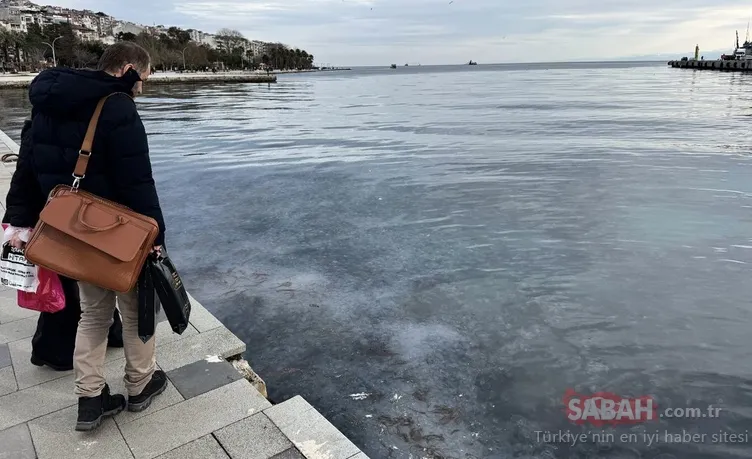 Sinop’ta şaşkına çeviren görüntü: Binlercesi kıyıya vurdu!