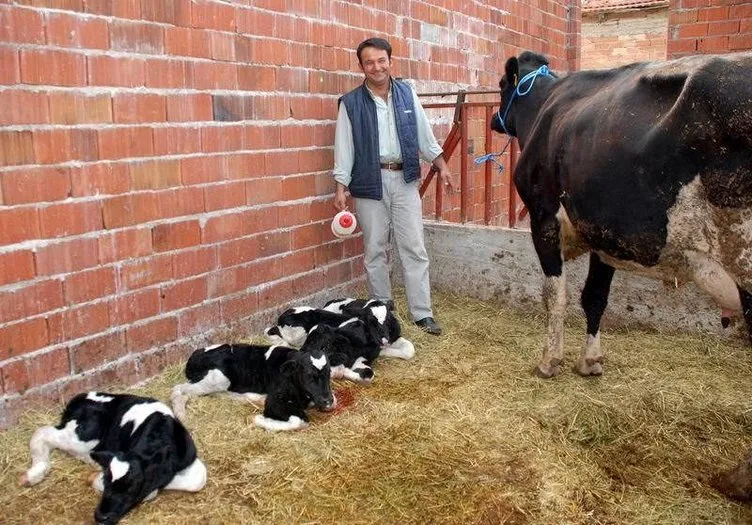 İnek dördüz doğurdu