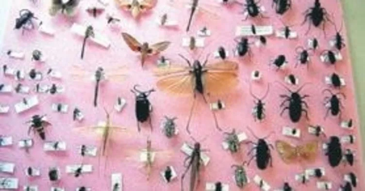 25 yılda 3 bin böcek topladı