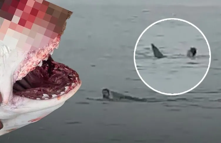 Sahilde köpek balığı dehşeti! Rus turistin tatil planı facia ile bitti: 1 ölü