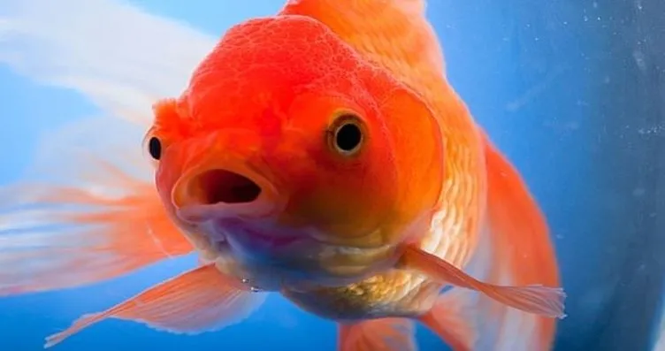 japon baligini nehirde yasar mi fotohaber yasam