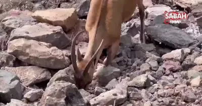 Koruma altındaki yaban keçileri Munzur ve Pülümür Vadisi’nde görüntülendi | Video