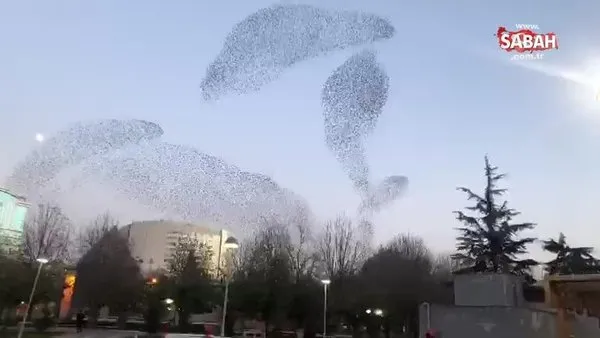Kayseri'de ezan eşliğinde kuşların muhteşem gösterisi | Video