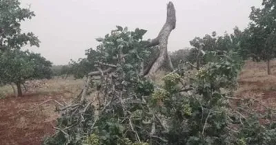 Şanlıurfa’da fırtına ağaçları devirdi