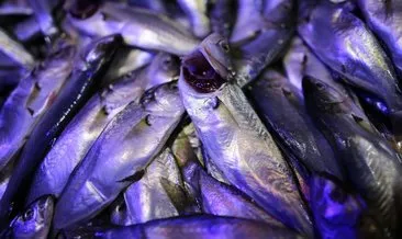 Tezgahlarda balık bolluğu yaşanıyor: Kilosu 25 liraya satılıyor