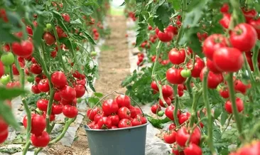 Sebze fiyatını %50 düşürecek model