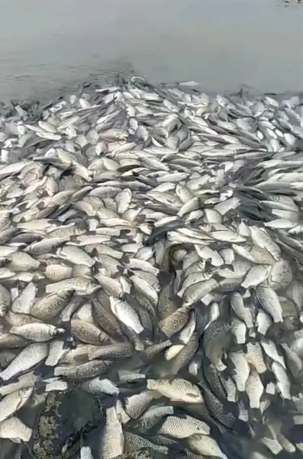 golette-korkutan-goruntu-yuzlerce-balik-telef-oldu-1769176200283.jpg
