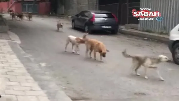 İstanbul’da köpeklere sopalı şiddet kamerada
