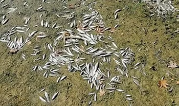 Bartın Irmağı’ndaki balık ölümlerinin sebebi belli oldu