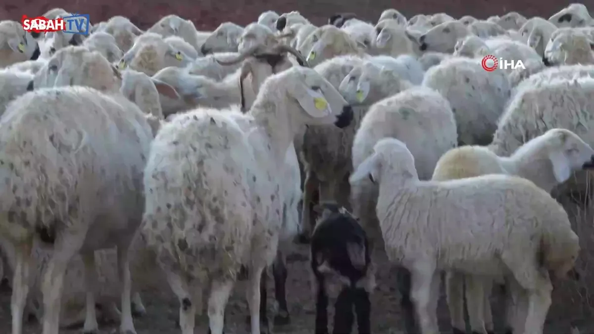 Kuzuların anneleriyle buluşma anı böyle görüntülendi | Video videosunu izle Kuzuların anneleriyle buluşma anı böyle görüntülendi | Video videosunu izle