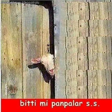 Yaklaşan Kurban Bayramı capsleri!