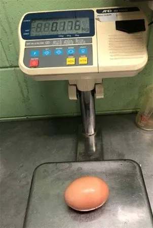 İçinden çıkanlar şok etti!