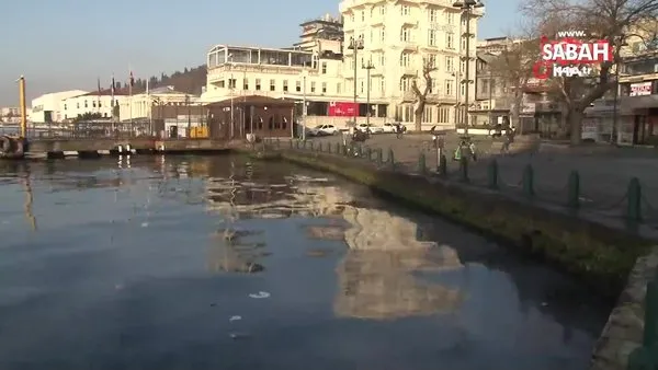 İstanbul Boğazı'nda denizde görenleri şaşkına çeviren istila kamerada... | Video