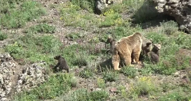 Tunceli'de belgesellik ayı görüntüleri - Tunceli Haberleri