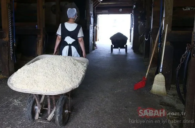 Teknolojiyi reddeden mezhep: Amişler!