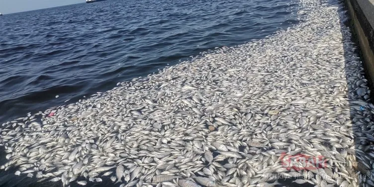 İzmir Körfezi’ndeki balık ölümleri ve kirliliği önlemek için önemli çalışma: Bilim Kurulu üyeleri önerilerini anlattı