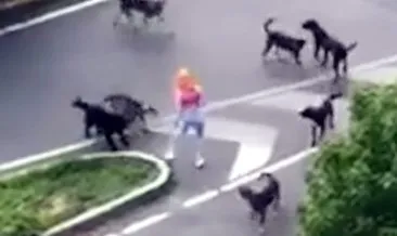 Kadın ve köpeğine yürüyüş sırasında sokak köpekleri saldırıp yaraladı #istanbul