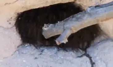Tüylü bir hayvan sandığı şeyi sopayla dürtünce hayatının şokunu yaşadı!