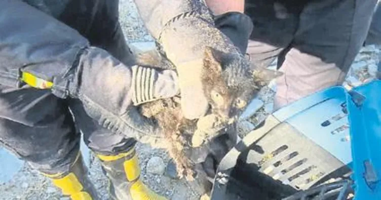 Yavru kedi için seferber olundu